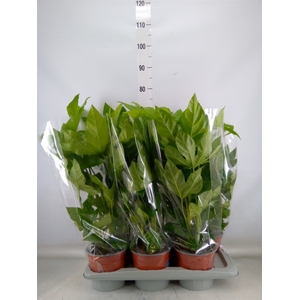 Fatsia japonica   ...