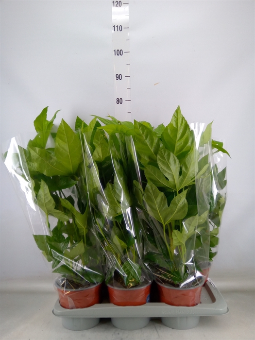<h4>Fatsia japonica   ...</h4>