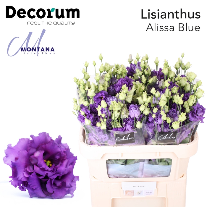 Lisianthus Alissa Blue