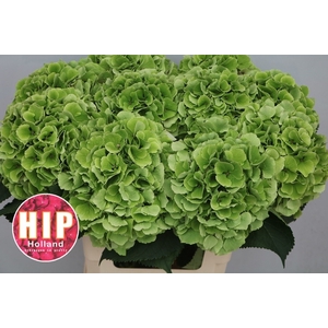 HYDR M CH VERENA CL