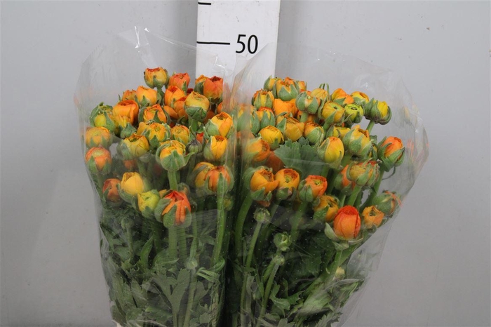 <h4>Ran El Orange</h4>