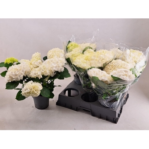 HYDR M CRYSTAL PALAC