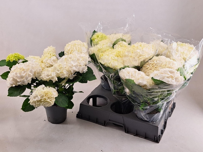 <h4>HYDR M CRYSTAL PALAC</h4>