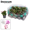 Schlumbergera - 7 cm - mix - Decorum