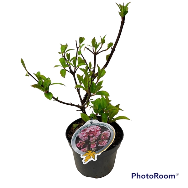 <h4>Viburnum bod 'Charles Lamont' 40-50 P19</h4>