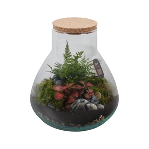 PTTER8121 Arrangement terrarium in glazen terrarium