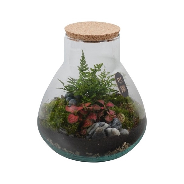<h4>PTTER8121 Arrangement terrarium in glazen terrarium</h4>