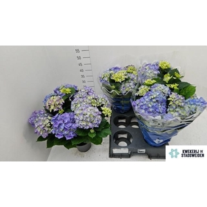 HYDR M EARLY BLUE