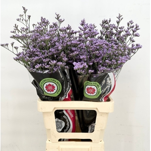 Limonium Maine Blue