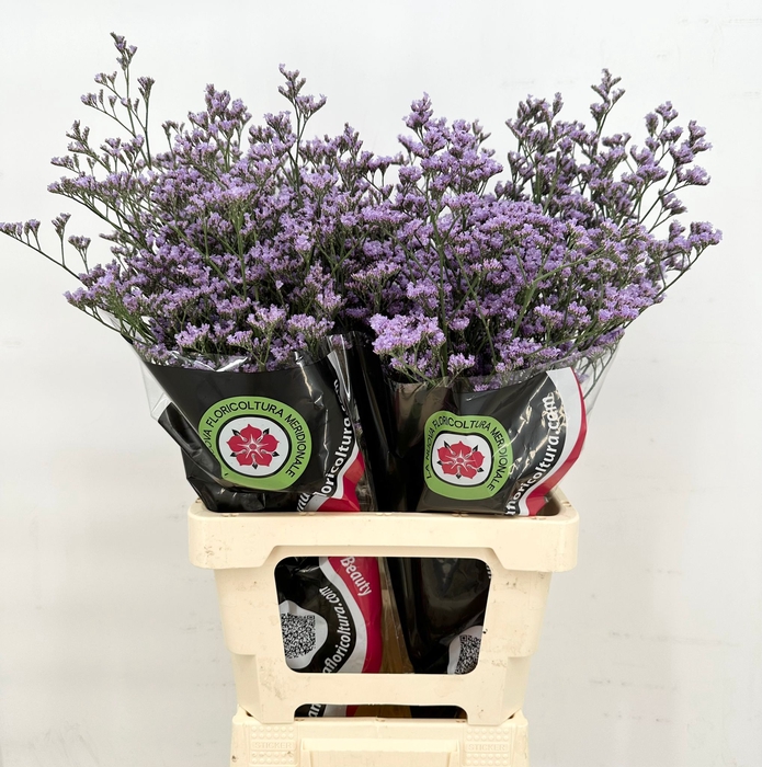 <h4>Limonium Maine Blue (min 9x50)</h4>