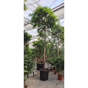 Ficus Amstel King
