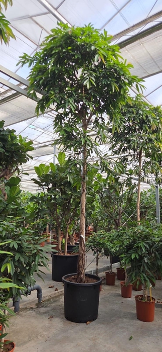 <h4>Ficus Amstel King</h4>