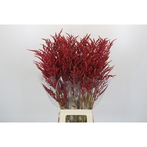 Bromelia Red Paloma