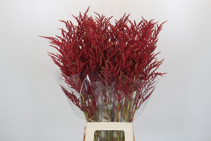 Bromelia Red Paloma