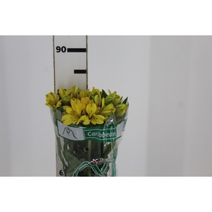 ALSTROEMERIA CARIBBEAN 080 CM
