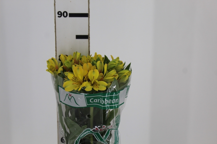 <h4>ALSTROEMERIA CARIBBEAN 080 CM</h4>