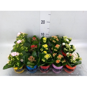 Arr.    Planten  L%