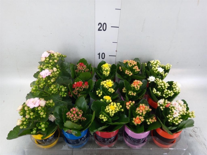 <h4>Arr.    Planten  L%</h4>