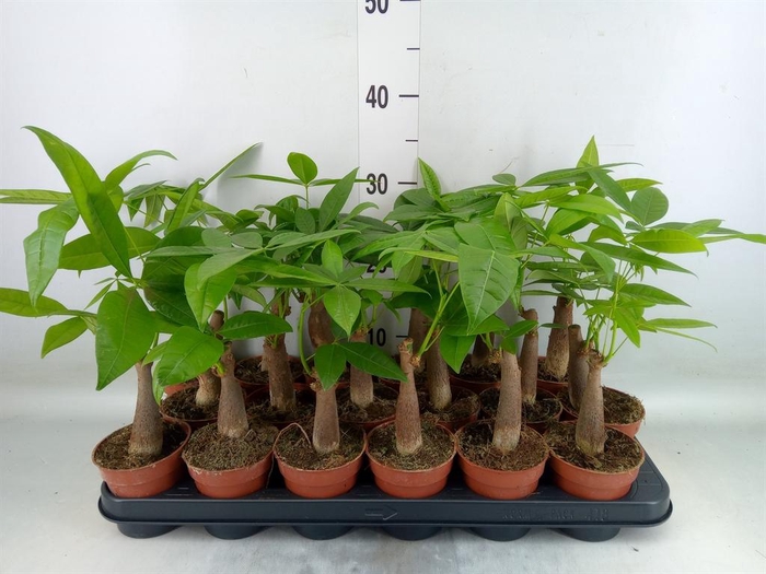 <h4>Pachira aquatica</h4>