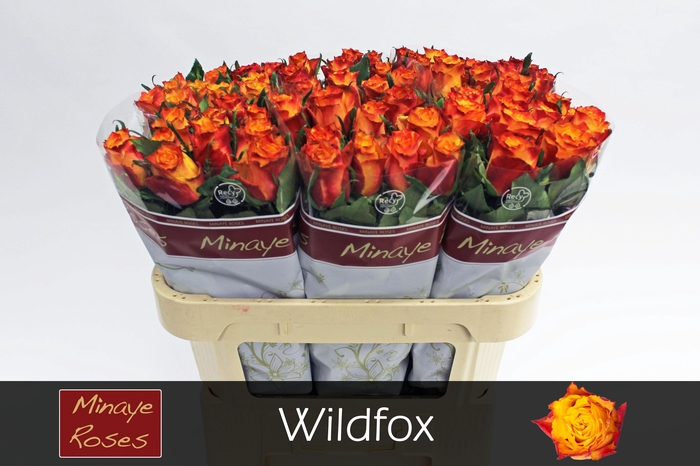 <h4>R GR WILDFOX</h4>