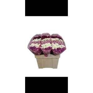 Chrys sa mix pink ribbon