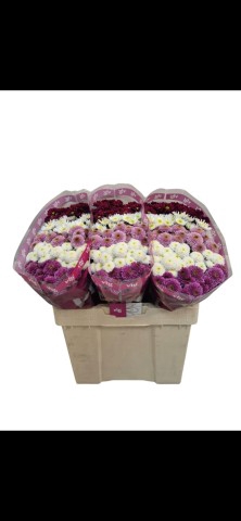 <h4>Chrys sa mix pink ribbon</h4>