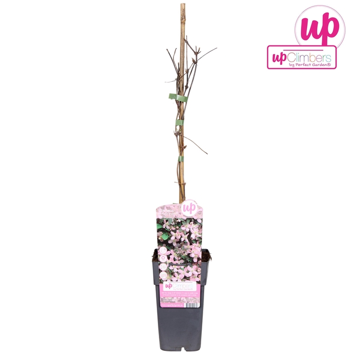 <h4>Clematis Montana Fragrant Spring P15</h4>