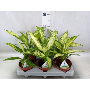 Dieffenbachia  'Vesuvius'