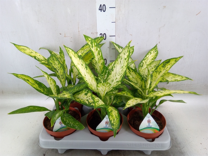 <h4>Dieffenbachia  'Vesuvius'</h4>