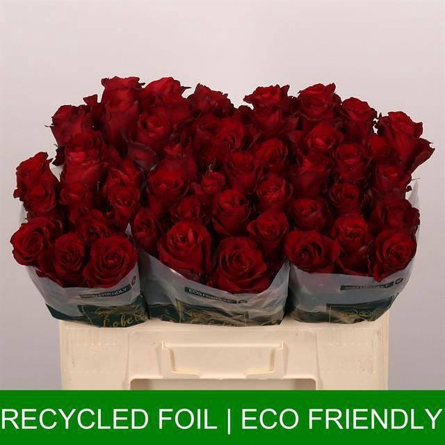 <h4>R GR EXPLORER</h4>