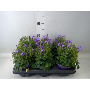 Campanula porten. 'Campala Nina'