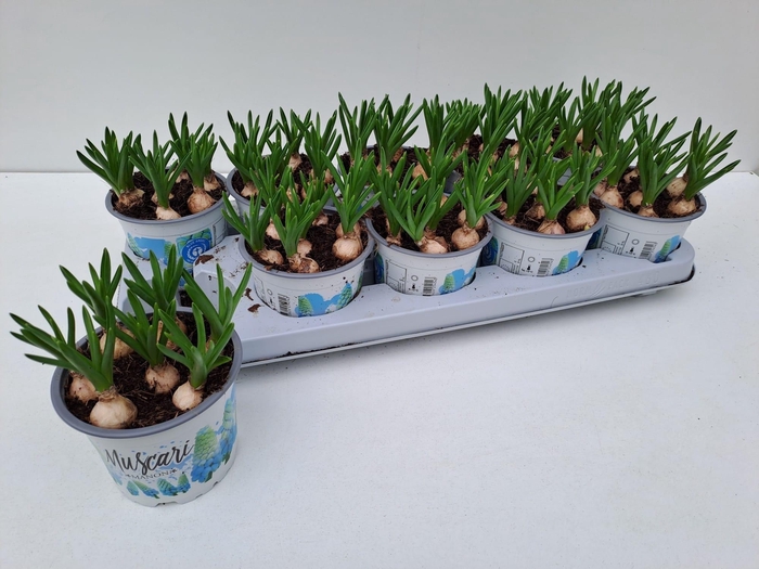 <h4>MUSCAR MANON</h4>