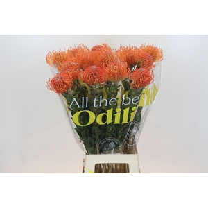 LEUCO AYOBA MAN ZEST