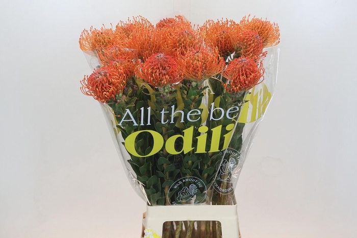 Leuco Ayoba Man Zest