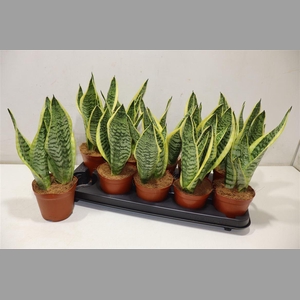 Sansev Futura Superb