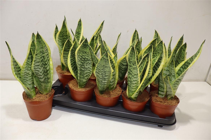 <h4>Sansev Futura Superb</h4>