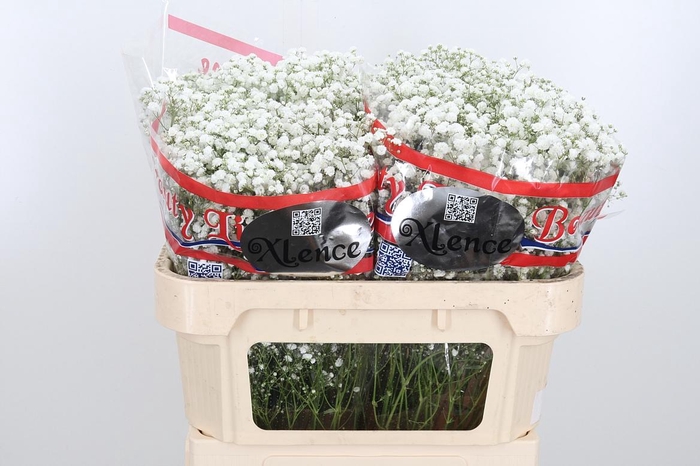 <h4>Gyps Pa Xlence</h4>