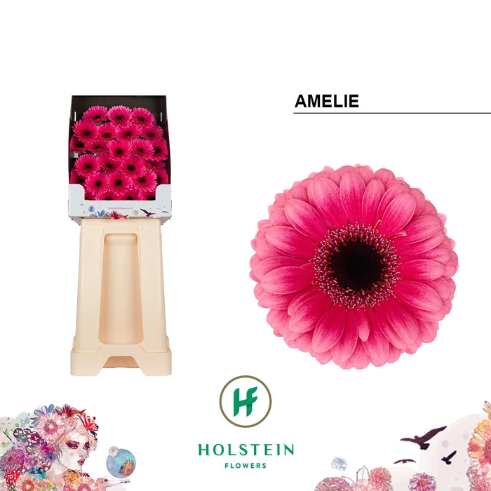 <h4>Germini Amelie Diamond</h4>