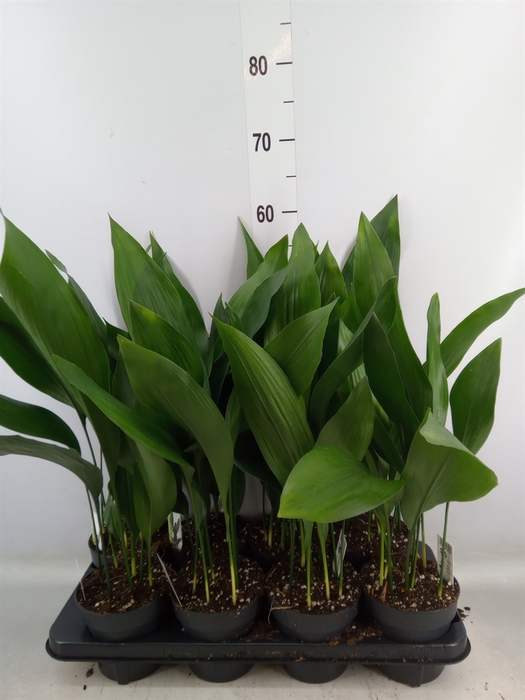 <h4>Aspidistra elat.</h4>