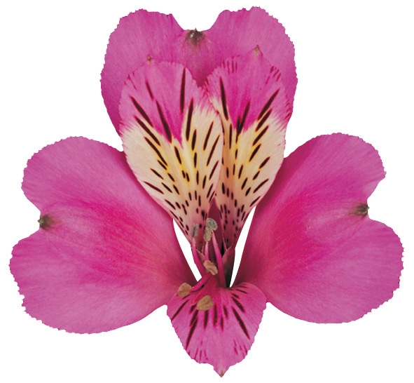 <h4>ALSTROEMERIA STRATUS 080 CM</h4>