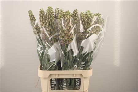 <h4>Frit Magic Bells</h4>