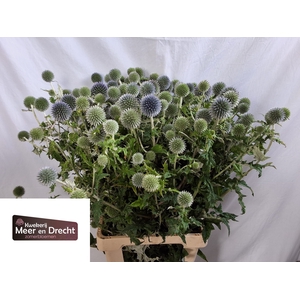 Echinops Ritro Meer En Drecht