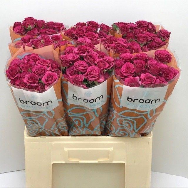 <h4>Rosa TR 'Cheyenne' BRAAM</h4>