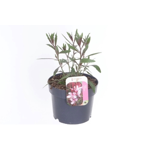 Gaura lind. Geyser Pink
