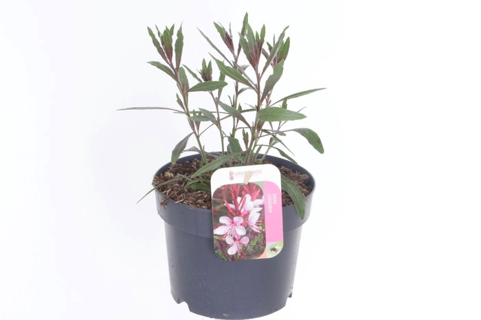 <h4>Gaura lind. Geyser Pink</h4>
