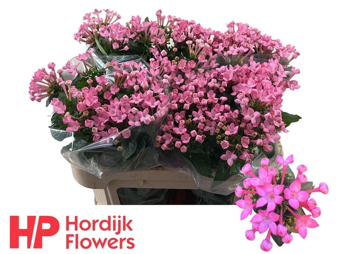 <h4>Bouv En Sweet Lady</h4>