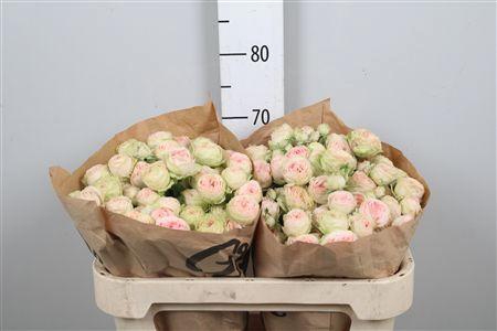 <h4>R Tr Sweet Giselle</h4>