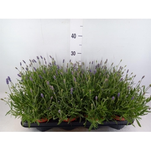 Lavandula angus. 'Hidcote'