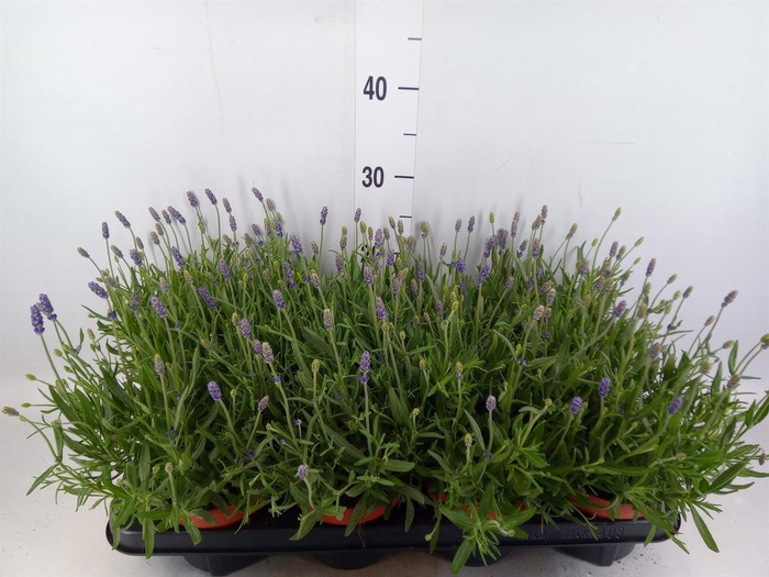 <h4>Lavandula angus. 'Hidcote'</h4>