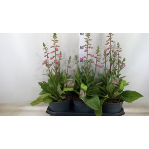 Digitalis  'Pink Panther'